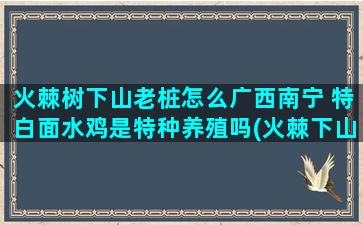 火棘树下山老桩怎么广西南宁 特白面水鸡是特种养殖吗(火棘下山桩容易活吗)